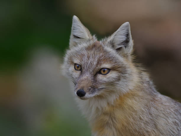 istock portrait corsac fox on blurred background 2157437935