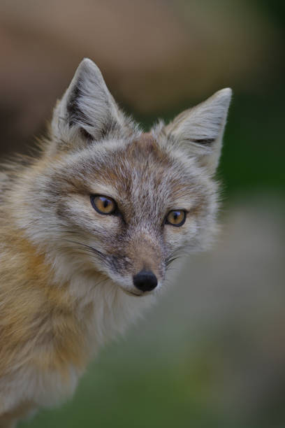 istock portrait corsac fox on blurred background 2157437945