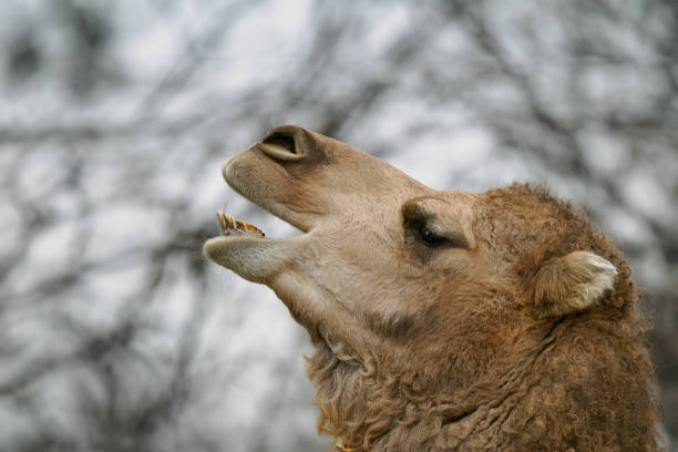 Dromedary camel portrait at a Moroccan ranch with palm and conifer trees, sunny arid landscape, direct front view, blue eye visible