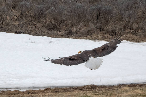 istock Bald Eagle taking off from grass in Yellowstone's Hayden Valley 2157438880