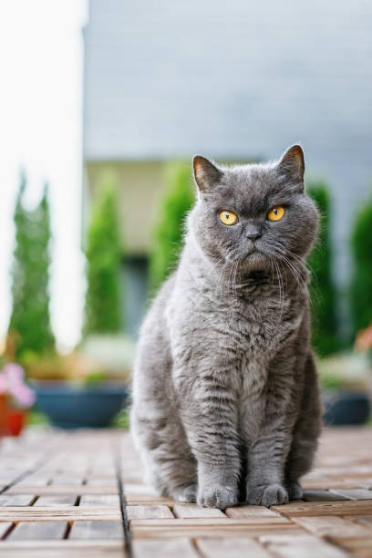 istock A grey British cat with a stern expression sitting on a wooden floor 2157439482