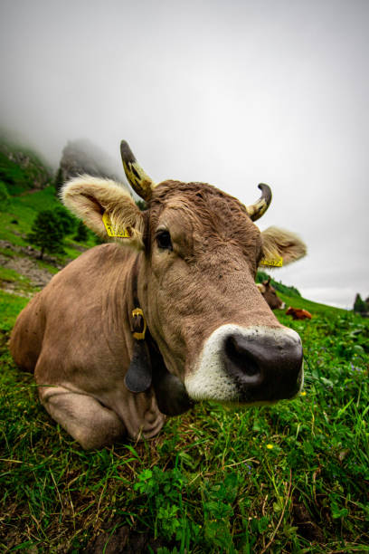 istock Alpine cow on Seealpsee 2157440375