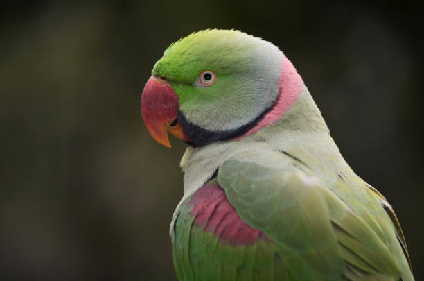 istock A close-up photo of an Alexandrine Parakeet. 2157443314