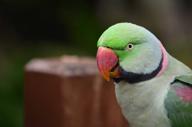 istock A close-up photo of an Alexandrine Parakeet. 2157443318