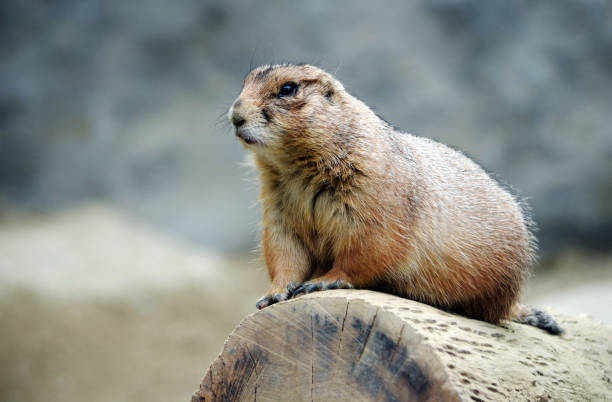istock A close-up picture of a Mexican Prairie Dog. 2157443410