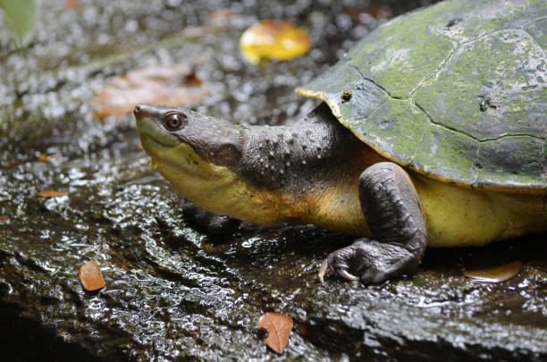 istock A closeup picture of a turtle that appears to be smiling. 2157443512