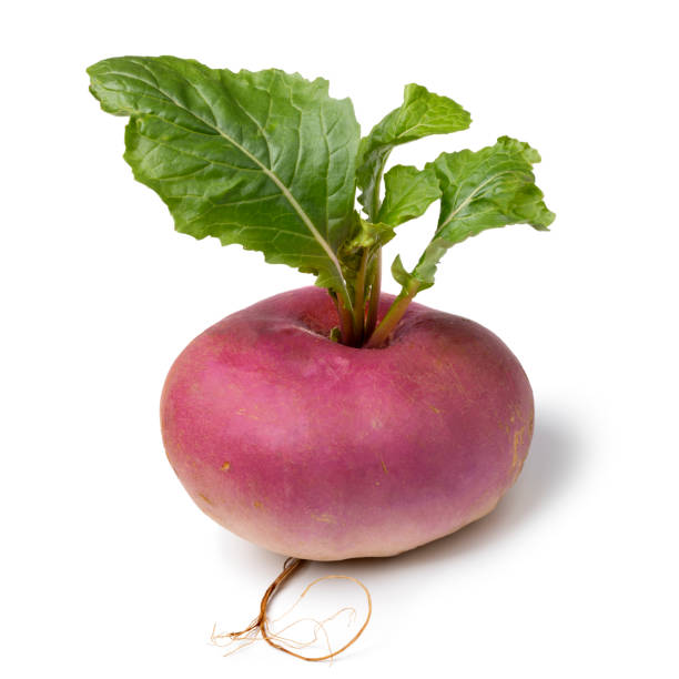 Single fresh picked white turnip close up on white background