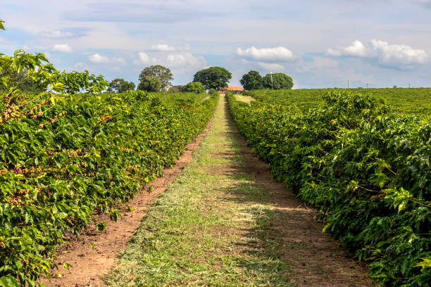 istock coffee beans on coffee tree on the plantation in brazilian farm 2157447553