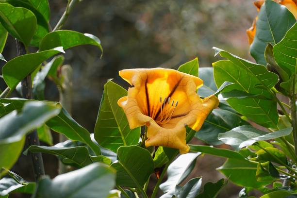 Solandra Tree 260+ Solandra Stock Photos, Pictures & Royalty-Free Images - iStock