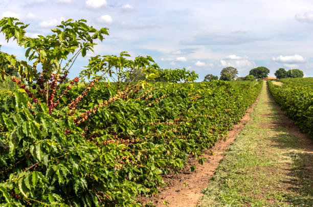 istock Coffee beans on coffee tree on the plantation in Brazil 2157449046