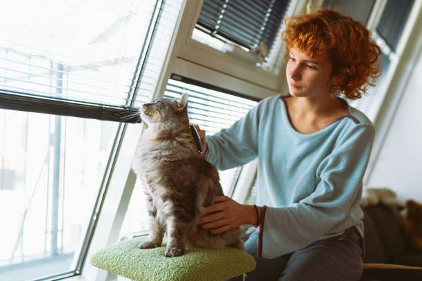 istock cat mom brushes her furry pet 2157451223