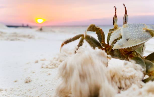 istock Close up common land crab in sandy Maldives beach dig sand hole before after high tide with beautiful Fulidhoo island sunset 2157451267