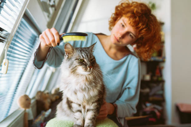 istock cat mom brushes her furry pet 2157451345