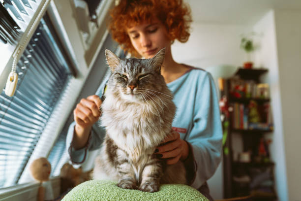 istock cat mom brushes her furry pet 2157451634