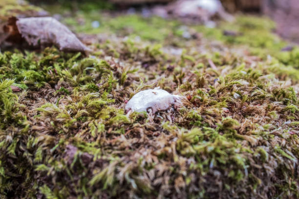 Macro  - Forest - Europe, Romania, Suceava region