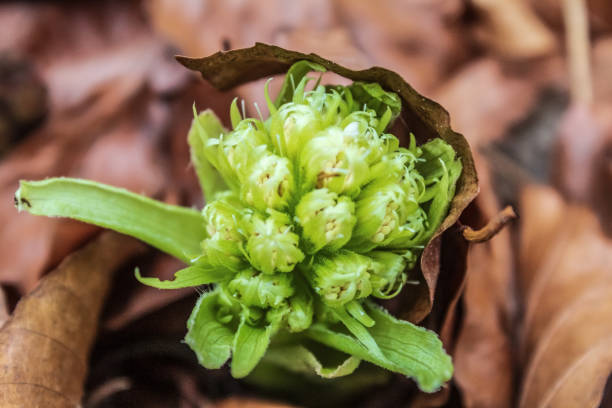 Macro  - Forest - Europe, Romania, Suceava region