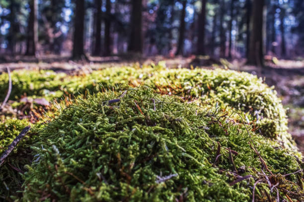 istock Macro  - Forest - Europe, Romania, Suceava region 2157451743