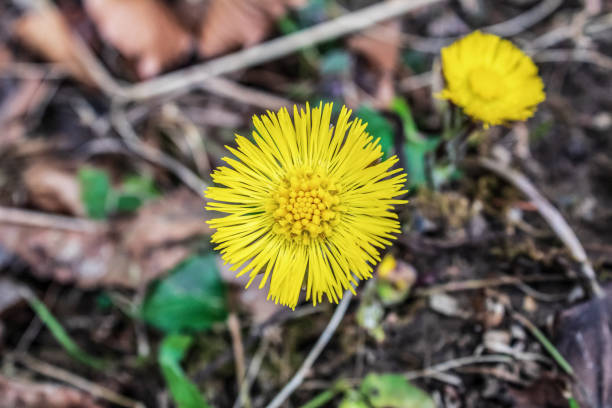 istock Macro  - Forest - Europe, Romania, Suceava region 2157451747