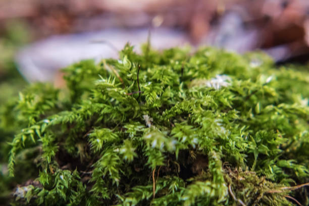 Macro  - Forest - Europe, Romania, Suceava region