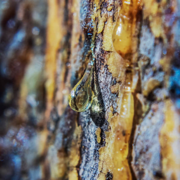 istock Macro  - Forest - Europe, Romania, Suceava region 2157451768