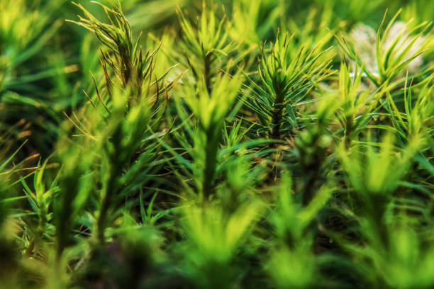 Macro  - Forest - Europe, Romania, Suceava region