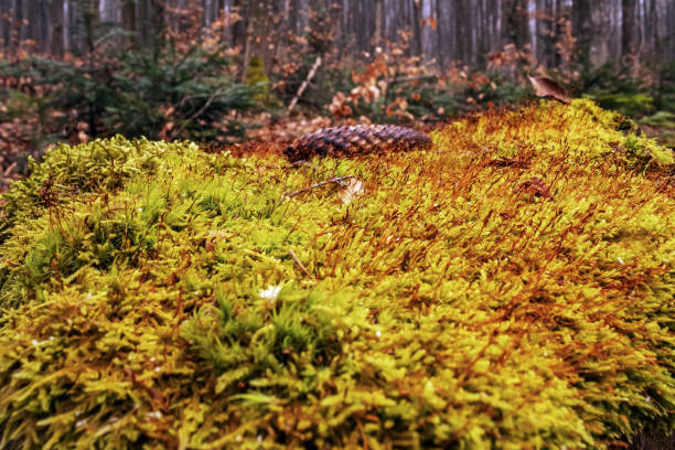 Macro  - Forest - Europe, Romania, Suceava region