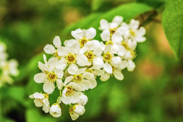 Macro  - Forest - Europe, Romania, Suceava region