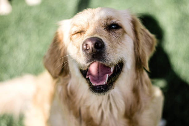 istock animals in my life 2157452531