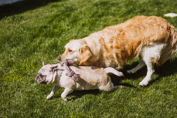 istock animals in my life 2157452536