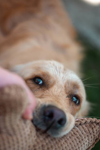 istock animals in my life 2157452571