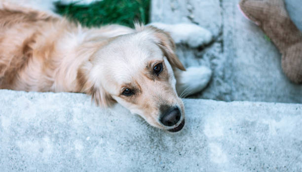 istock animals in my life 2157452591