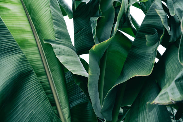 istock tropical banana leaf, green nature background 2157453444