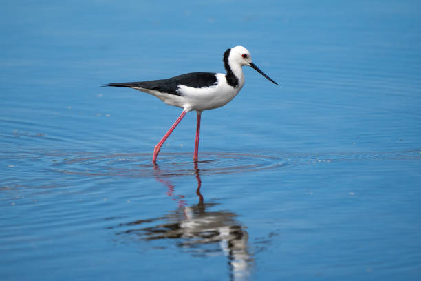 istock Pied stilt, Northern Territory, Australia 2157453456