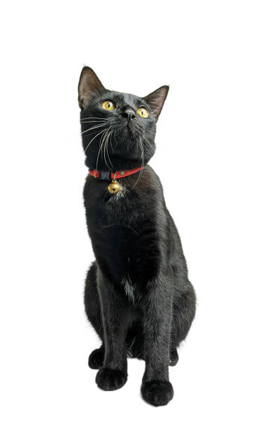 a black adult cat isolated on a white background