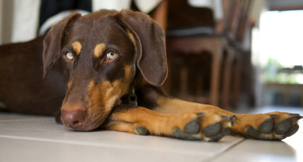 istock Elegant dog lying on floor 2157454169