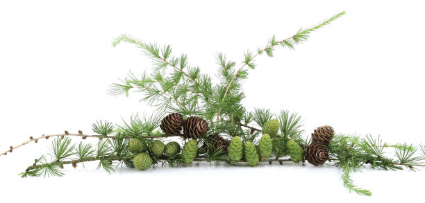istock Branches of Larch with cones isolated on white background. 2157454855