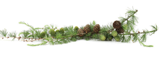 istock Branches of Larch with cones isolated on white background. 2157454866