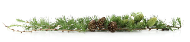 istock Branches of Larch with cones isolated on white background. 2157454900