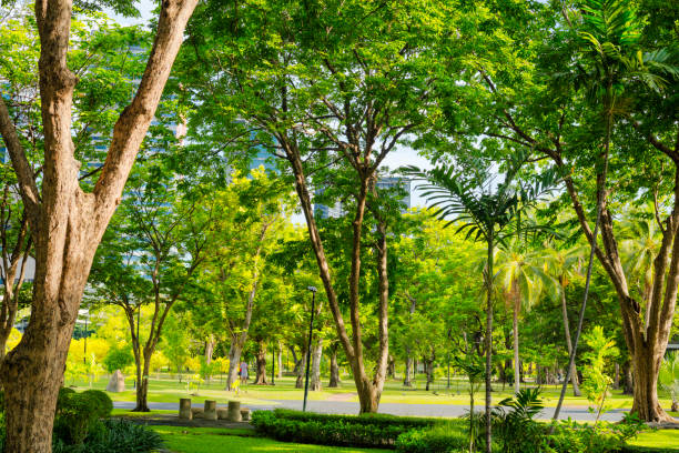 Between trees of Chatuchak Park in Bangkok with urban skyline and office buildings in district behind trees and park. Scene is in northern part of the park. A few people are walking and exercising on pedestrian walkways.