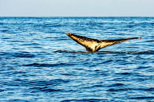 Humpback whale tail coming out of the sea