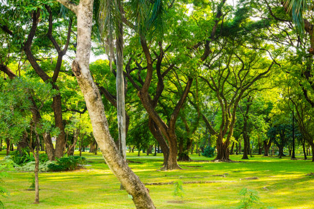 istock Green tree area of  Chatuchak Park 2157456828