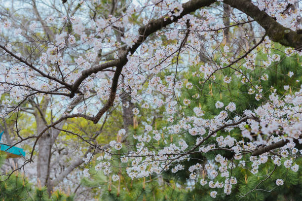 istock Cherry blossoms in Japan are blooming beautifully. 2157456996