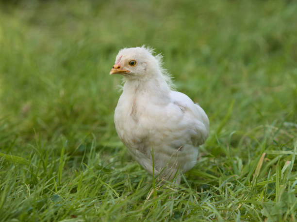 istock Portrait of very young chickens 2157457047