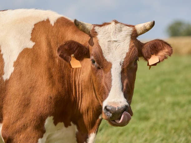 istock Close up head shot of cow 2157457101