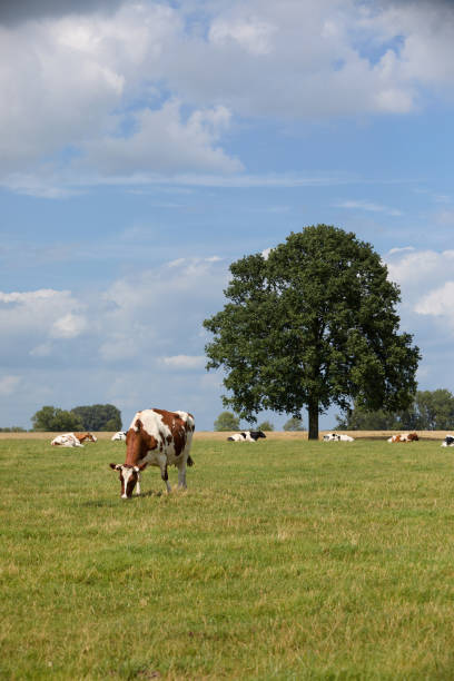 Brown white milk cow on meadow