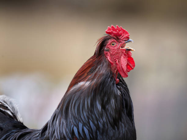 istock Close up of brown red rooster crowing 2157457627
