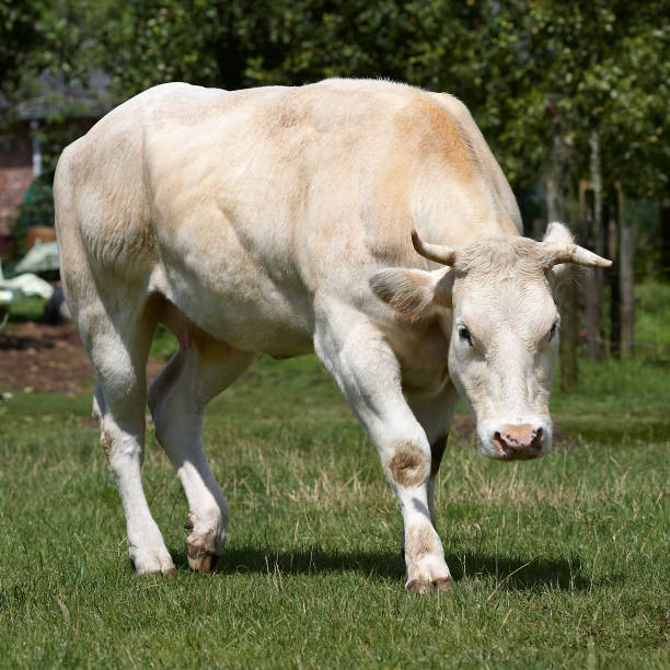 istock White female cow on meadow 2157457643