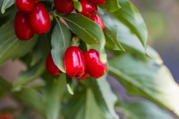 dogwood berry on a tree close-up,healthy berries and fruits concept