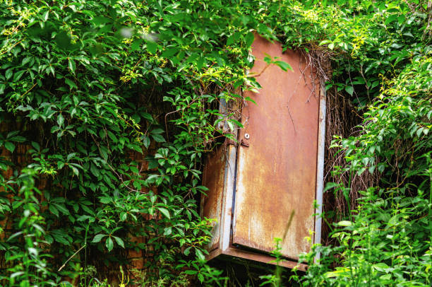 old rusty metal box in a ruined room overgrown with wild grapes