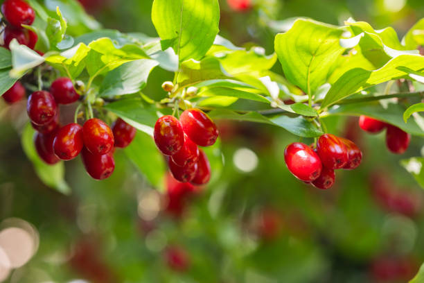 istock dogwood berry on a tree close-up 2157458360